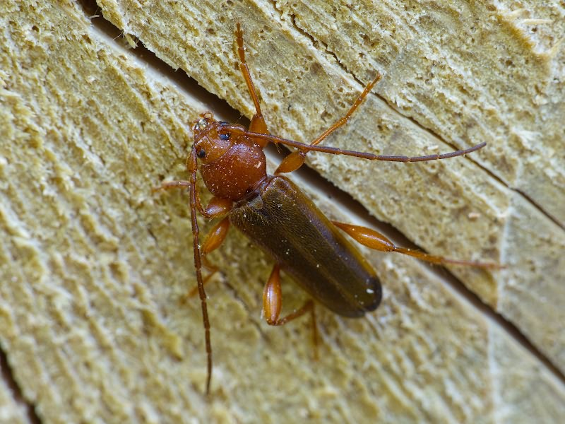 Phymatodes testaceus (Linnaeus, 1758)